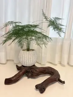 2025年最新】天然木 花台 盆栽台の人気アイテム - メルカリ