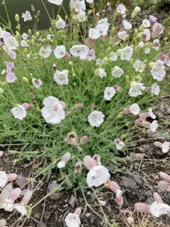 ペコペコ様 リクエスト 2点 まとめ商品