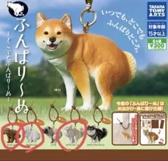 ふんばり〜ぬ 柴犬 ガチャ カプセルトイ