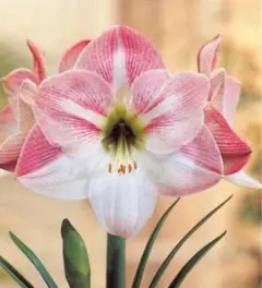 みっちゃん様 リクエスト 2点 まとめ商品