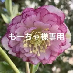 もーちゃ様 リクエスト 3点 まとめ商品