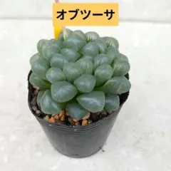 ハオルチア　オブツーサ　抜き苗　黄色札