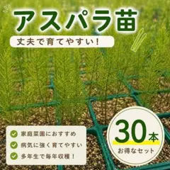 アスパラガスの抜き苗、無農薬栽培30本 - メルカリ