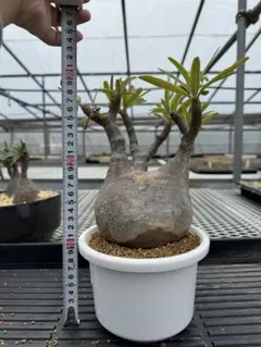 ドルステニア ギガス 多枝 良形 幹太約9.5㎝ 鉢発送 塊根植物 約40cm