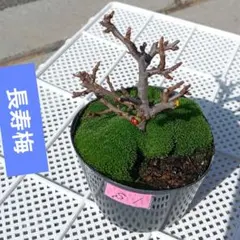 2026年最新】長寿梅 梅 盆栽の人気アイテム - メルカリ