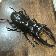 クワガタ