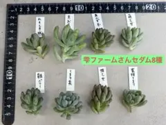 М☆人気☆雫ファームさんのセダムセット カット苗 8種類 - メルカリ