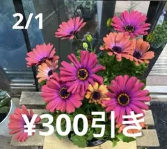 Asako様 リクエスト 2点 まとめ商品