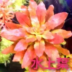 でらはんちょう様 リクエスト 3点 まとめ商品