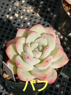 Ahskha様 リクエスト 2点 まとめ商品