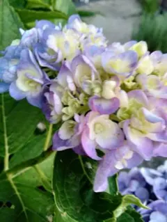 ☘️⑦紫陽花 抜き苗 - メルカリ