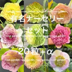 2026年最新】大木ナーセリーの人気アイテム - メルカリ