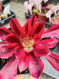 速達　✞ℳᎯℜÏ ℳᎯℜÏシフォン様 リクエスト 2点 まとめ商品