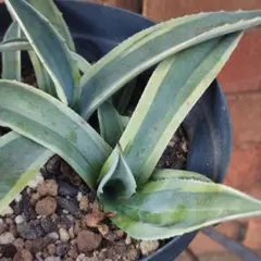 2025年最新】オバティフォリア オルカの人気アイテム - メルカリ