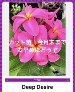 プルメリア Jamaica Fire5号実生接木（花芽付き） - メルカリ