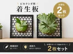 着生板フック付き2枚セット ꧂観葉植物 ❃ ビカクシダ ❃ コウモリラン