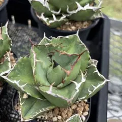 SLOW様 リクエスト 2点 まとめ商品