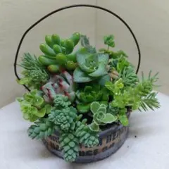 そのまま飾れる 多肉植物 チワワエンシス【グレー】 リメイク缶 B058
