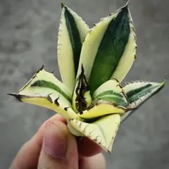 2025年最新】スナグルトゥースの人気アイテム - メルカリ