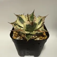 agave titanotaスナグルトゥース カリフォルニア株 子株B - メルカリ