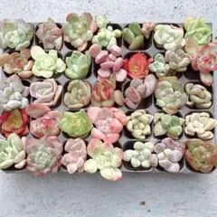 ⑧ サービス品！ 韓国苗　カット苗　 ミニミニ寄せ植え用　多肉植物