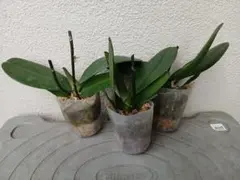 호접란 (노란색) 3종 세트