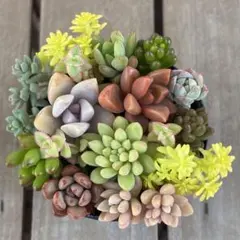 多肉植物　寄せ植え　ミニ苗　育てやすい お試しセット