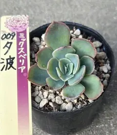 ミックスベリア【ホットワイン】葉挿し苗 おらいさん - メルカリ