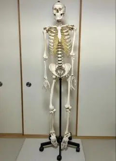 【ソムソ社全身模型】可動式170cm人体模型ドイツSOMSO移動式キャスター付き ソムソ社全身模型】可動式170cm人体模型ドイツSOMSO移動式