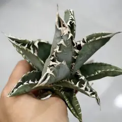 2026年最新】皇冠 アガベの人気アイテム - メルカリ