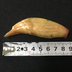 クマの牙　熊　/M1