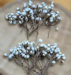 ナンキンハゼ ガーデニング