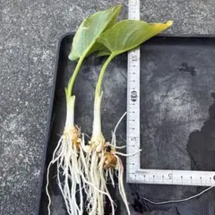 buchanosuke様 リクエスト 2点 まとめ商品