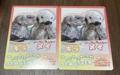 レア 鳥羽水族館 コレクションカード 第2弾 マナティー みらい かなた