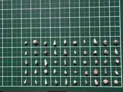 超貴重　極小貝殻 50個 5
