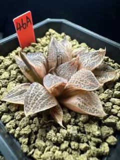 43a 多肉植物 ハオルチア 白狐オブツーサ錦糊斑 自家繁殖 鉢植え発送