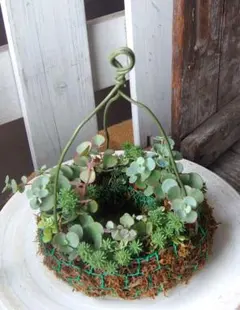 ワイヤーハンギング☆多肉寄せ植え☆そのまま飾れます - メルカリ