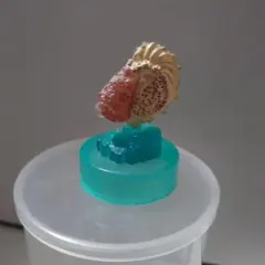 アクアテイルズ 黒潮の魚たち タコブネ