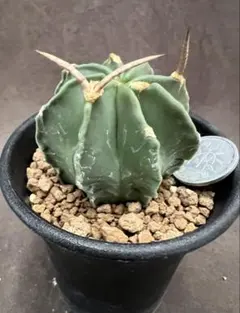 c*0様 オークション　サボテン　水牛大鳳玉　実生 Yahoo!オークション -「水牛大鳳玉」(サボテン) (観葉植物)の