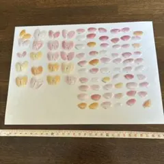 江ノ島の桜貝100枚③