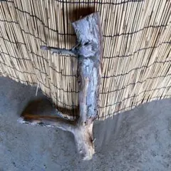 自然な木材のインテリア装飾貝塚伊吹です