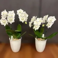 最新・花茎6本！】胡蝶蘭 ナザレ 鉢植え アンスラ社 希少多花性株