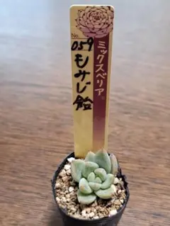 ☆ヴィンテージレター☆おらいさん苗☆第四種郵便☆月曜発送予定