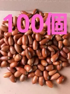 どんぐり マテバシイ 100個