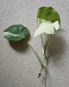 2025年最新】斑入りモンステラ ホワイトタイガーの人気アイテム - メルカリ