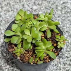 紅稚児 多肉植物 抜き苗 - メルカリ