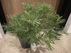 2026年最新】バンクシア バースデーキャンドルの人気アイテム - メルカリ