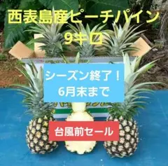 宮古島産　農薬・化学肥料不使用ピーチパイン10kg 宮古島産 農薬・化学肥料不使用ピーチパイン10kg - メルカリ