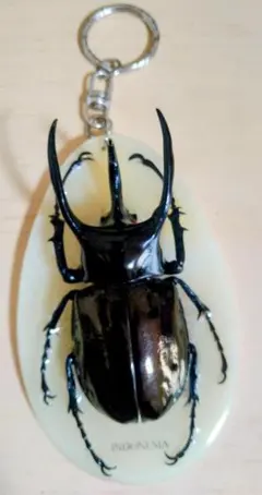 玲*華様 コーカサスオオカブト標本 玲*華様 コーカサスオオカブト標本 Amazon.co.jp: コーカサス