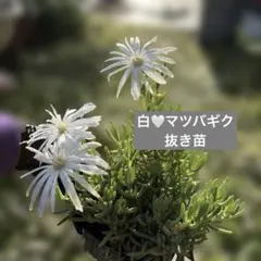 倍量でお得！】白花マツバギク☆カット苗 - メルカリ